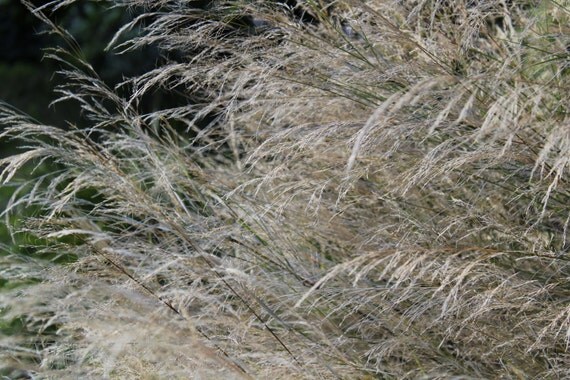 Grasses--matted framed nature photo