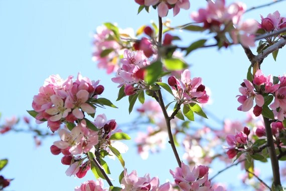 Cherry Blossoms--matted photo from Daffodil Hill