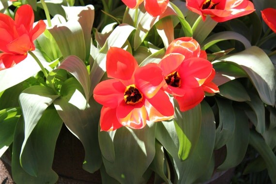 Red Tulips--matted photo from Daffodil Hill