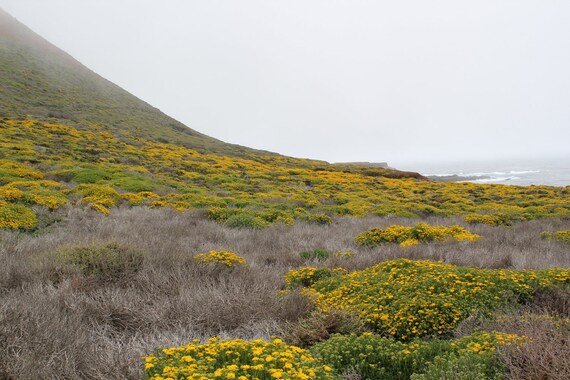 Flowered Hillside, Garrapata State Park, Big Sur, California coast