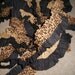 Two Layer Ruffled Crepe Paper Streamer in Leopard and Black RESERVED FOR BRANDI