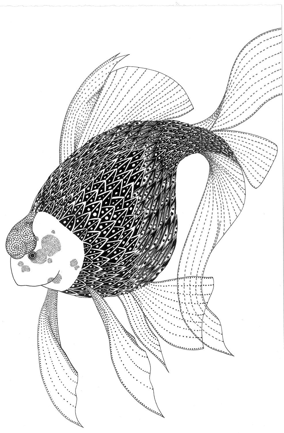  Fish drawing 