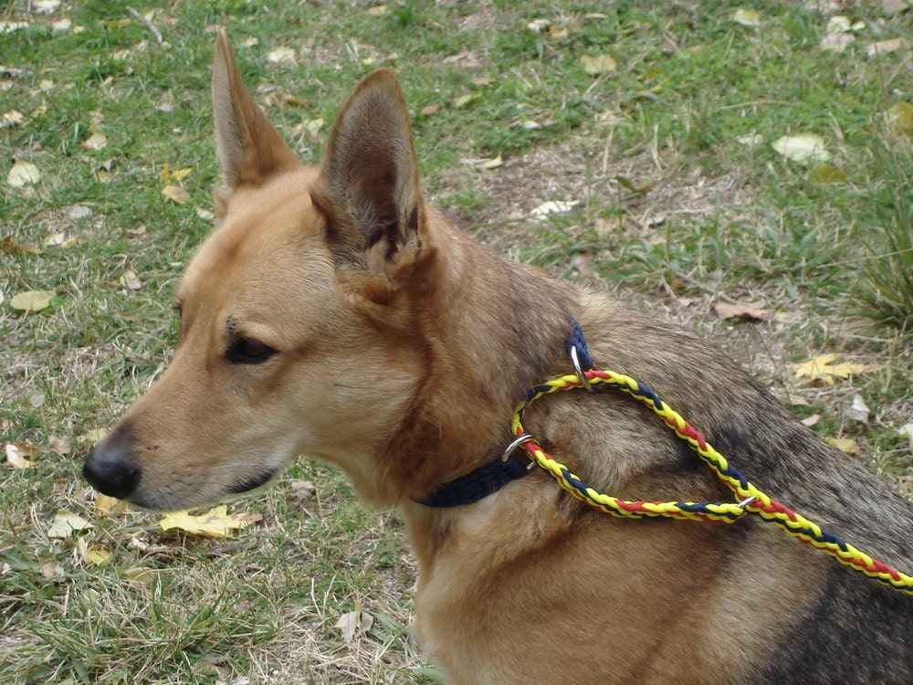 Martingale Style Dog Collar Leash Braided