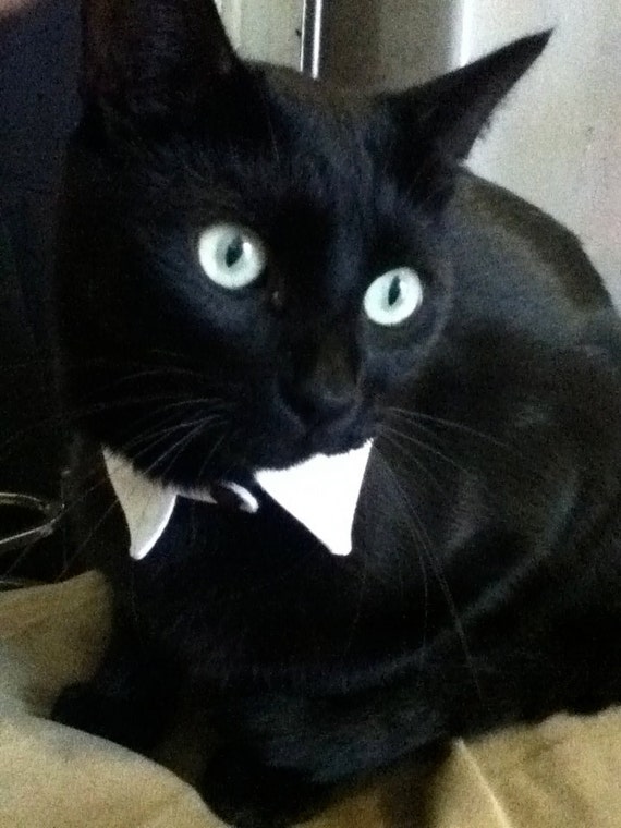 Items similar to Tuxedo Pet Collar on Etsy