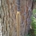 Snakeskin covered Osage Longbow, 52lb at 28", wood archery bow, Prairie Rattlesnake over Bamboo and Osage