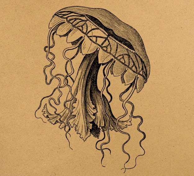Vintage jellyfish illustration 1898 year Digital Image