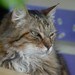 ScrappyCat
