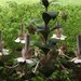 Vintage Tole Chandelier With Large Green Leaves &Flowers Circa 1940-1950's