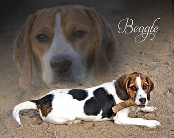 Fleece Blanket Beagle Soft Blanket