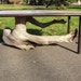 Juniper Stump Table with reclaimed clear Fir top, and reclaimed oak stabilizing legs.