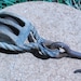 antique nautical pulley block and tackle