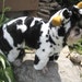 Cow Halloween Pet/Dog Costume size small