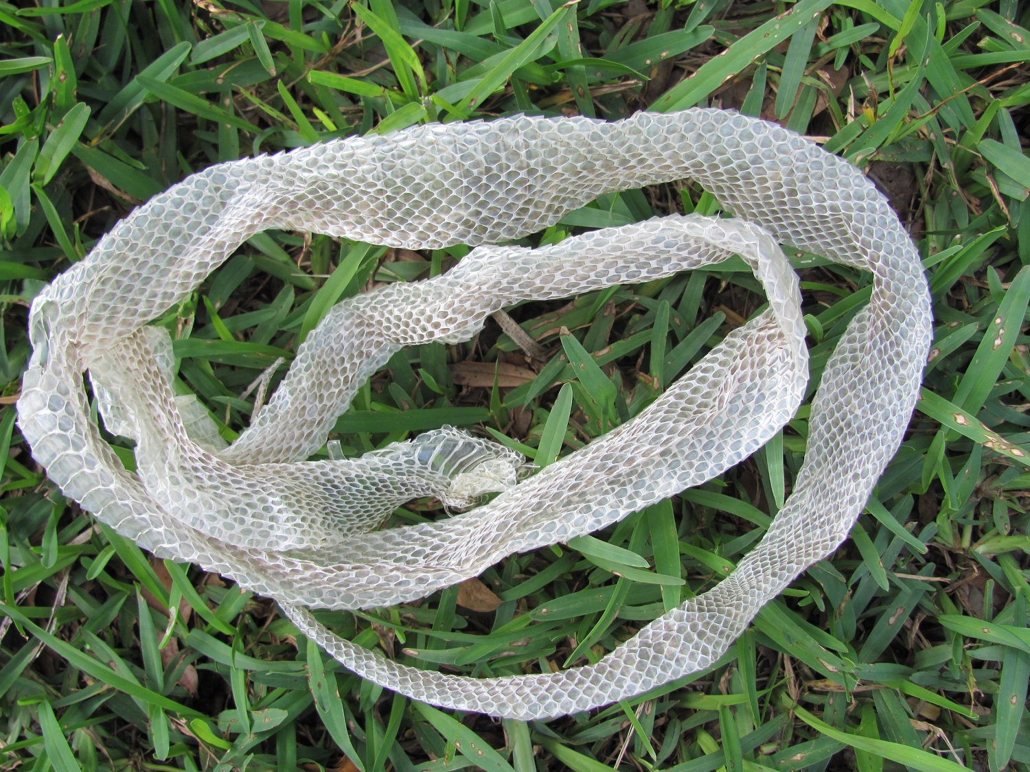 Shed Snake Skin Corn Snake by Hendyfinds