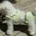 Panty n Jacket for Pet - Dog Clothing & Accessories - Canine Dog Jacket w Panties w Lace