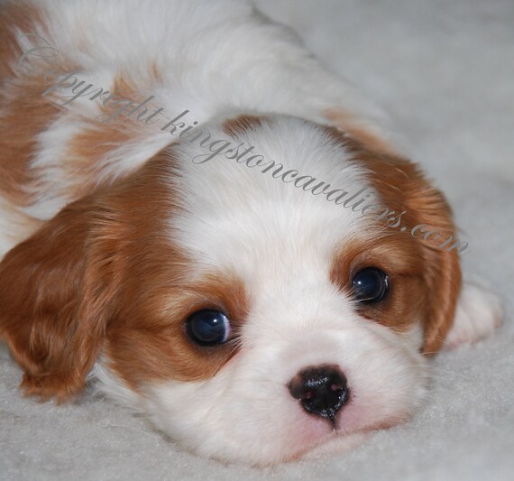 Items similar to Adorable blenheim Cavalier King Charles Puppy photo