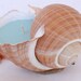 SALE Large Shell Candle- Light Blue