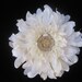 Elegant Ivory Wedding Dahlia Fascinator with a Gorgeous Rhinestone and Gold Flower Accent