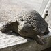 Vintage Turtle