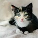 Kitten Photograph - Kitten Print - Kitten Photo - 8x10 Print, Cute Kitten, Black and White Cat, Art Print
