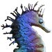 PrairieSeaHorse