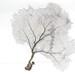 Black Sea Fan 11 x 12 in.