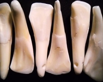 5 Real Bone Water Buffalo Teeth Taxidermy Genuine Tooth Bones Pendant