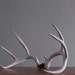 Vintage Deer Antlers 8 Point Spread Ready to Hang