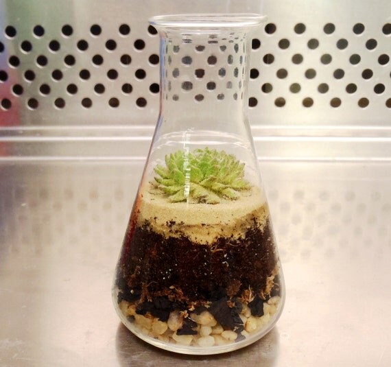 Erlenmeyer Flask Succulent Terrarium