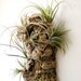 Wall Garden: Air Plants on Sustainable Virgin Cork Bark