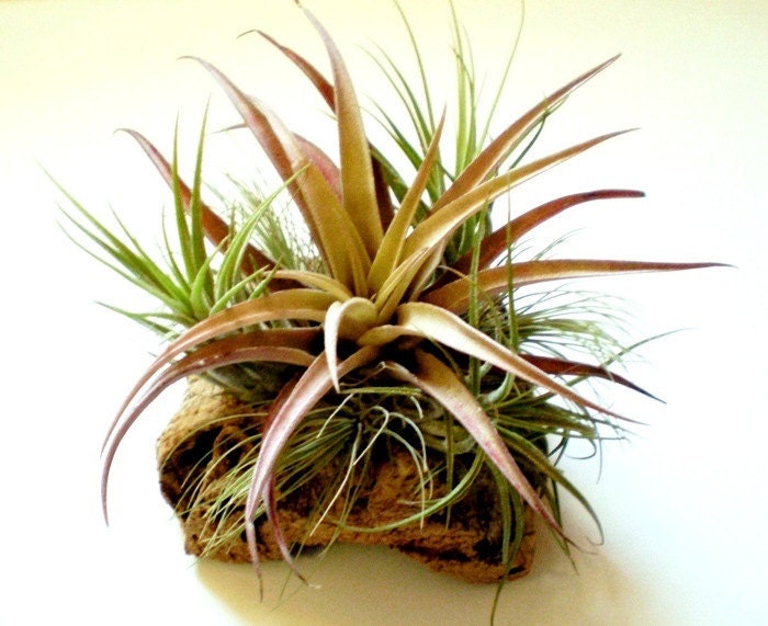 Tabletop Garden: Air Plants on Sustainable Virgin Cork Bark