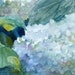 White Hydrangea Flower Original Watercolor Painting Janet Zeh