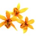 Set of 3 Yellow Orchid hair Pins
