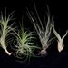 Airplant/Tillandsia 5 Different-Collection 3-E Z 2Grow