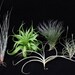 Airplant/Tillandsia 5 Different-Collection 7-E Z 2Grow
