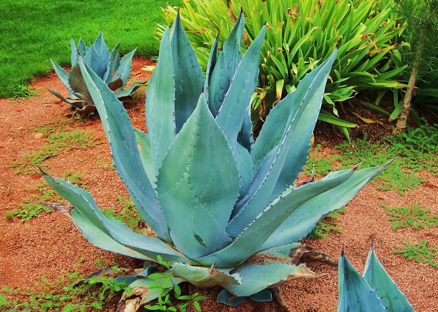 Tequila Agave cactus fine art print by scenicviewphotos on Etsy