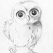 Cute Little Owl