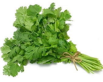 Heirloom 300 SEEDS Coriandrum Coriander Chinese parsley Cilantro Herbs Fresh Organic F60