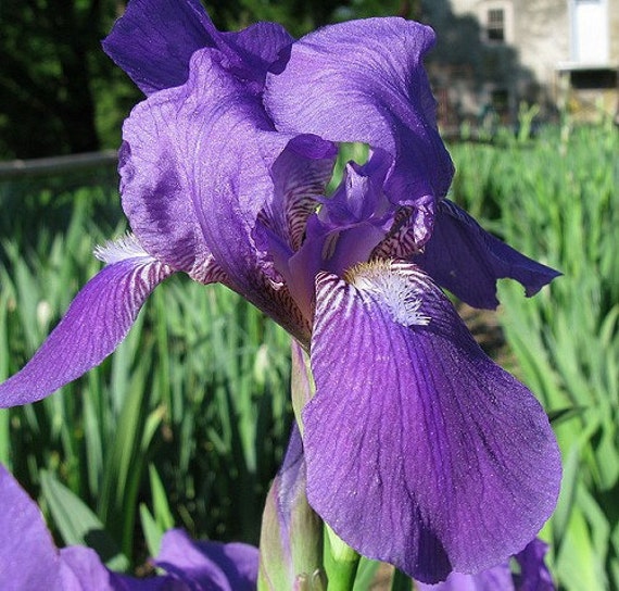 Heirloom 20 Seeds Iris Germanica Bearded irises German iris