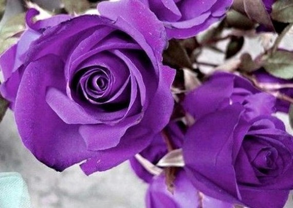 Heirloom 100 Seeds Purple Roses Violet Rose  Garden Double