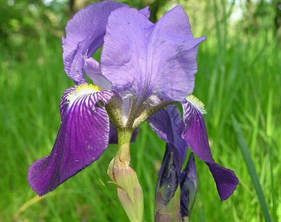 Heirloom 20 Seeds Iris Germanica Bearded irises German iris