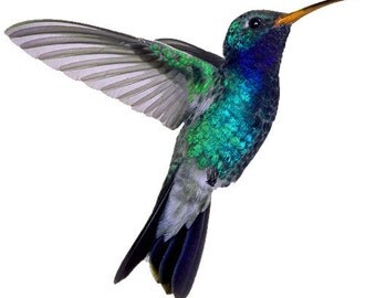 HummingBird Temporary Tattoo 2.5x2"