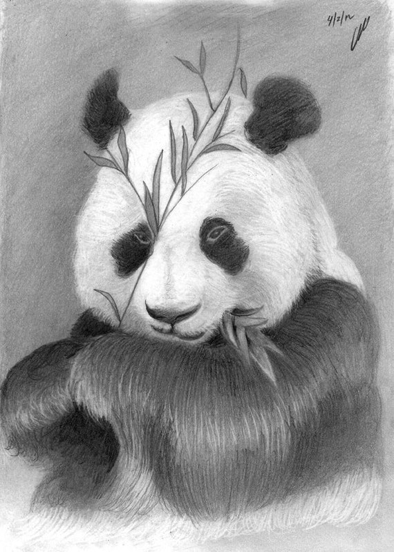 Items similar to Panda - pencil drawing on Etsy