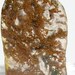 Moss Agate Freeform Polished Agate Texas Canary Agate