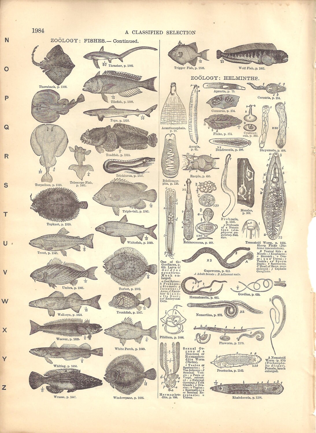 Vintage Zoology Fish Drawings from Dictionary by TinkersEphemera
