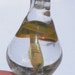 Mushroom Glass Boro Pendant Green Tan Mushroom