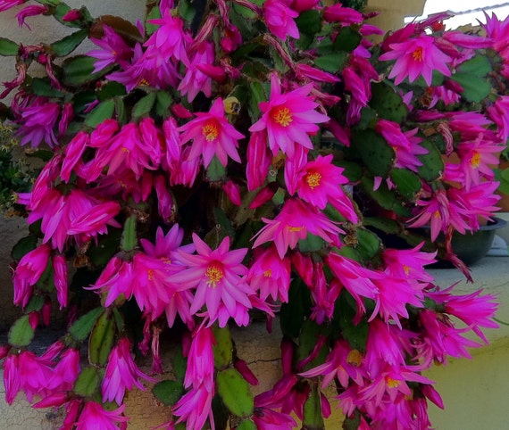 Items similar to Bright Pink Easter / Sunrise Cactus- Zygocactus aka ...