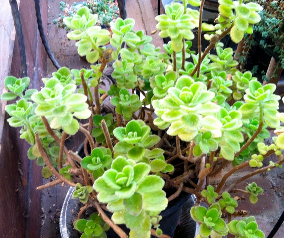 Cuban Oregano aka Spanish Thyme Plant Cuttings by PlantTrader