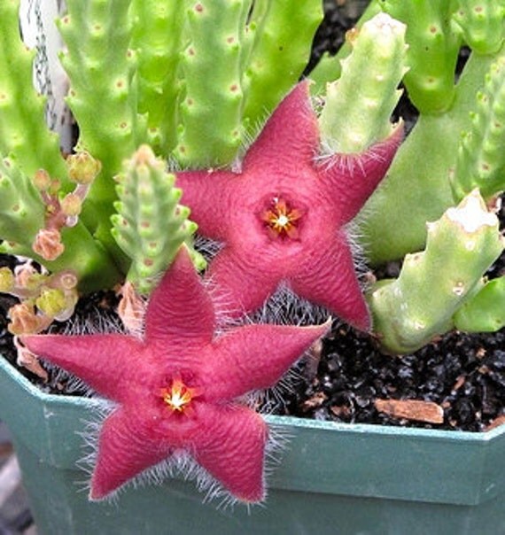 Items similar to Rare Stapelia Scitula Mini Starfish