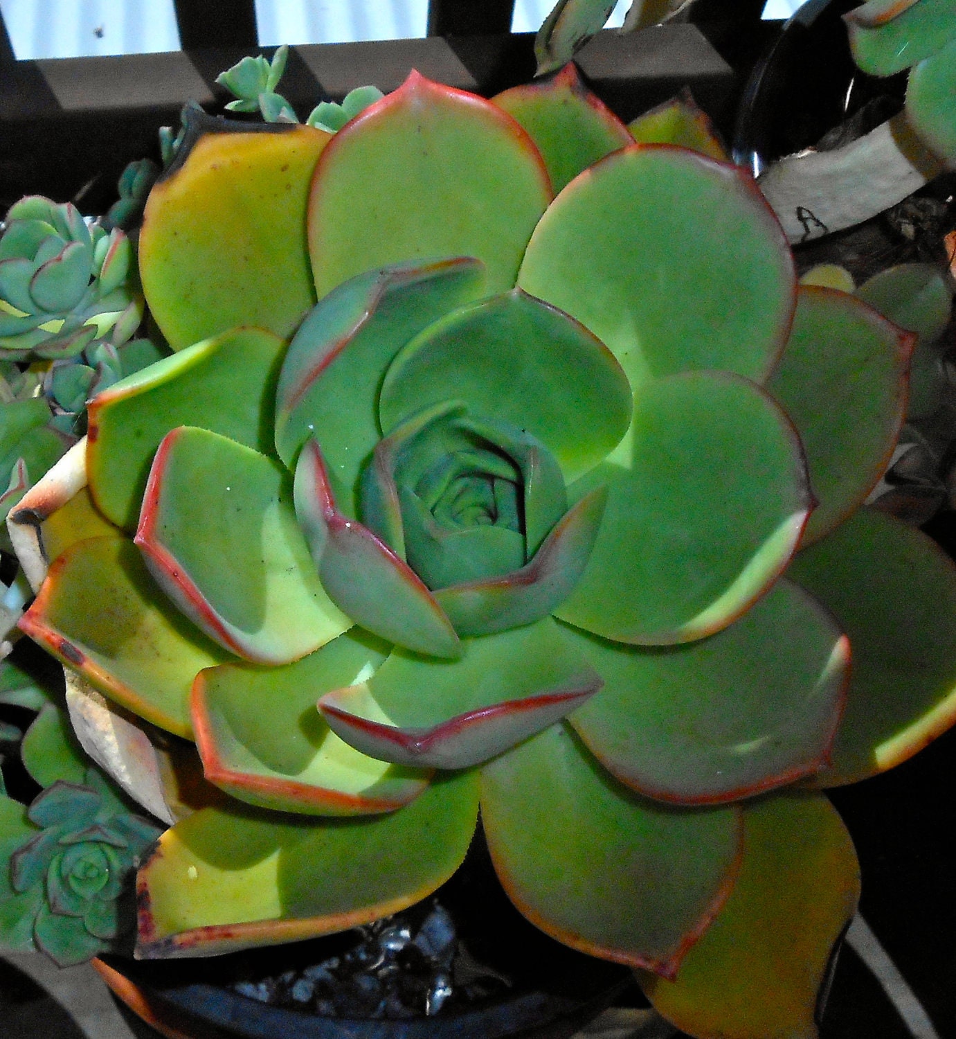 HUGE Aeonium Nobile Cutting Gorgeous Orange Rare by PlantTrader