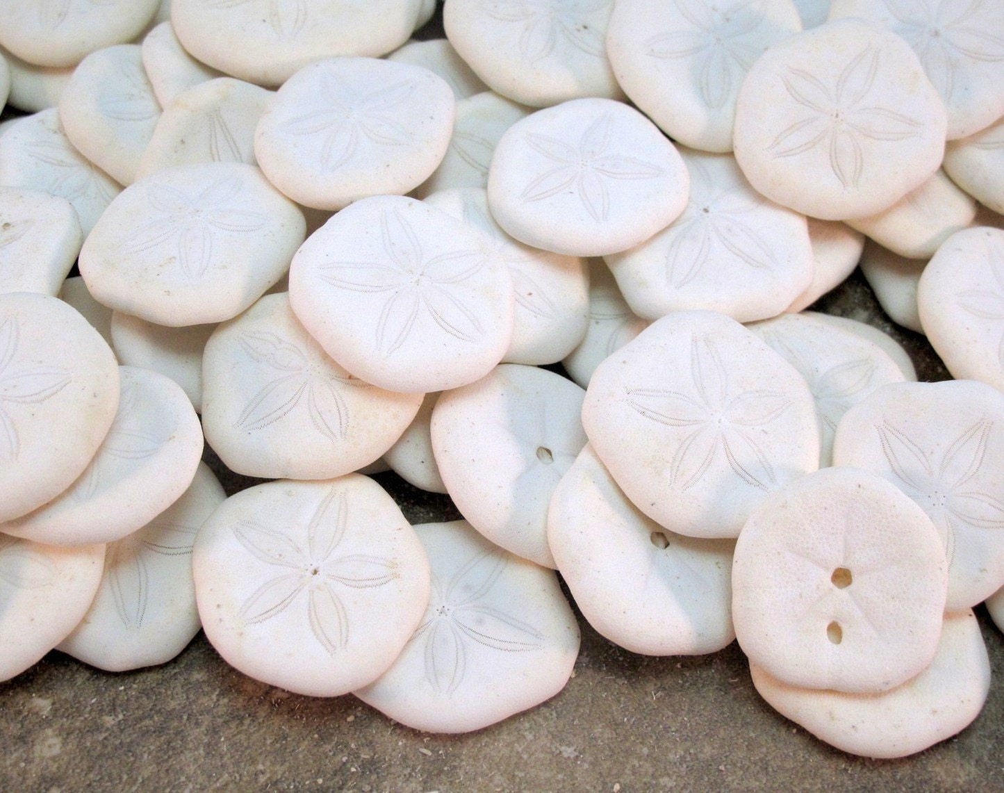 12 small puffy Sand Dollars Sea Cookies